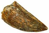 Serrated, Raptor Tooth - Real Dinosaur Tooth #261105-1